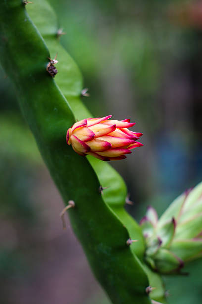 Dragon fruit plant or Hylocereus costaricensis. Hylocereus costaricensis fruit bud