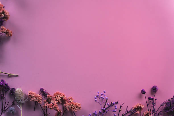 Flowers purple  chrysanthemum. Floral spring background. Petals  chrysanthemums. Close-up. Nature.