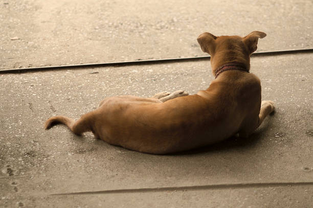 A brown dog is lying down on a concrete surface, viewed from behind. It is wearing a collar and appears relaxed in the dim light.