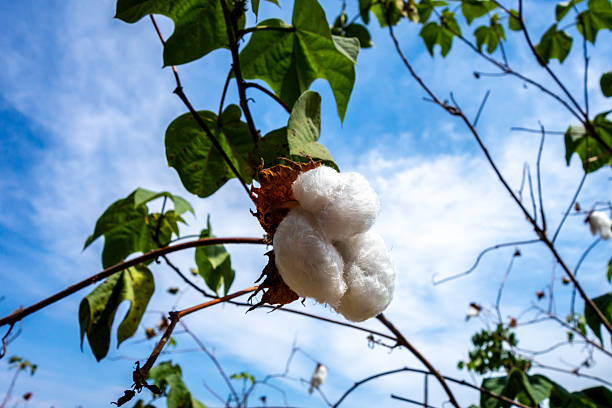 A close-up of a cotton plant with fluffy white cotton bolls growing in the sunny weather of Peru