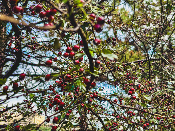 Wild red berries on tree branches with green leaves background