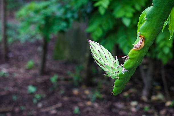 Dragon fruit plant or Hylocereus costaricensis. Hylocereus costaricensis fruit bud