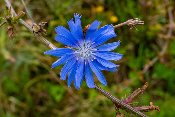 A striking blue chicory flower is captured in full detail, its delicate petals radiating from a pale center with vivid stamens. The bloom rests against a tangle of stems and dried buds, standing out sharply from the softly blurred green background. The image highlights the intricate beauty and texture of this common yet captivating wildflower.