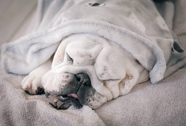 Close-up of Lucrezia, an English bulldog, sleeping peacefully while tucked under a soft blanket on a bed. The cozy indoor scene highlights her wrinkled face, relaxed expression, and a warm sense of comfort and security