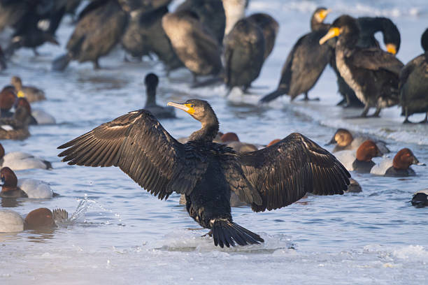Great cormorant standing on ice with wings spread.