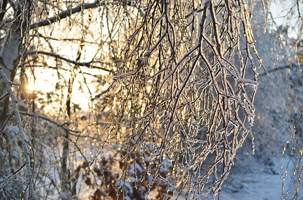 Birch branches covered with a thick layer of transparent ice glow in the evening sun on a frosty winter day. Aftermath of freezing rain.
