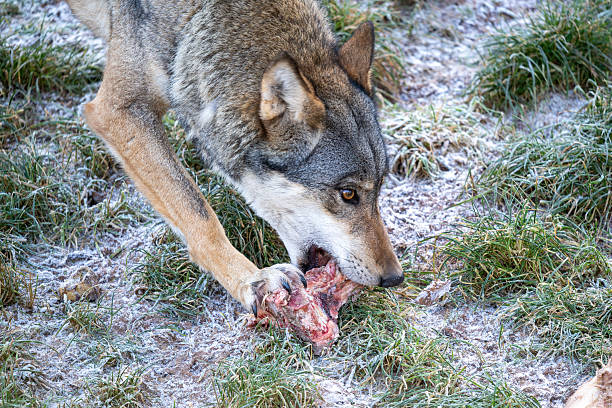 A gray wolf nibbles on a raw piece of meat, kneeling in frost-covered grass. The focused animal and winter setting convey primal survival and rugged wildlife in nature.