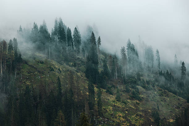 Photo Of Misty Forest on Cloudy Day