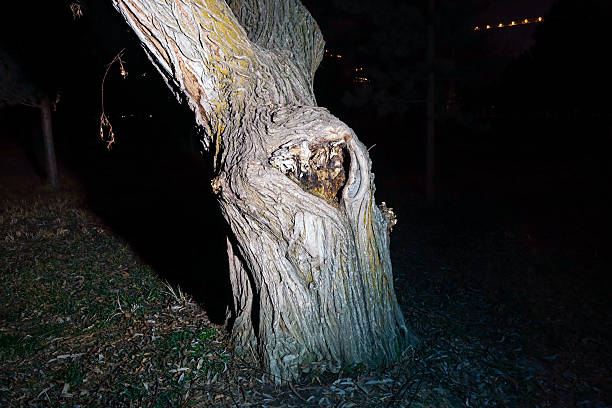 Old gnarled tree trunk with a hollow and rough textured bark, illuminated by a flashlight or spotlight at night in a park. The tree has a hollow in the shape of a heart.