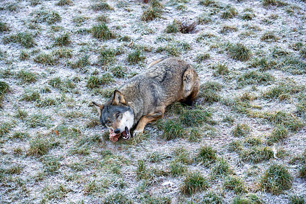 Wolf / Wolf / Canis lupus