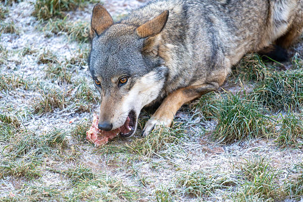 A grey wolf or wolf-like canid lies on frosted grass, gripping a raw bone with its teeth. The cold ground highlights the hunter's focus and raw, natural wildlife behavior.