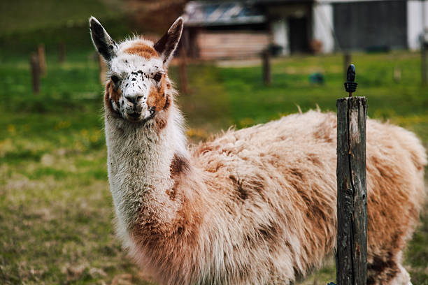 Portrait of Cute Alpaca In Dolomites
