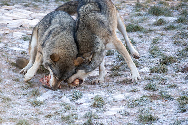 Two wolves wrestle for a piece of meat on rocky, sparse terrain. The scene captures raw primal energy, survival instinct, and the rugged beauty of wildlife in a harsh natural landscape.