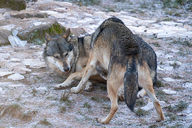 Names: Eurasian wolf, European grey wolf,  Common wolf, Middle Russian forest wolf