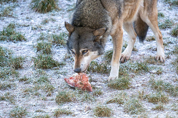 A lone gray wolf stands on frosted grass, nose close to a piece of raw meat. The scene captures primal feeding in a cold, wintry wilderness.