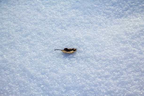A single brown withered leaf rests on the surface of a textured white snow field, captured in bright natural light with a shallow depth of field.