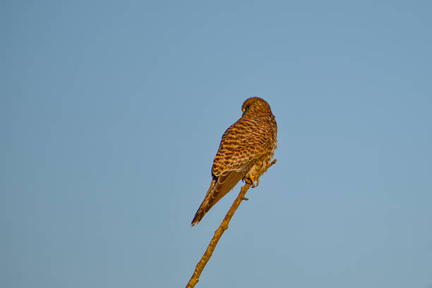 The American kestrel (Falco sparverius), also called the sparrow hawk, is the smallest and most common falcon in North America.Pepperwood Nature Preserve; Santa Rosa;  Sonoma County, California. Falconiformes, \tFalconidae. Female animal.