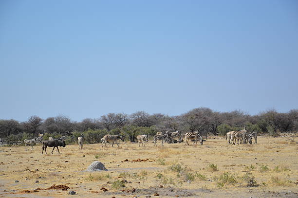 A wide view of a diverse group of African wildlife, including a blue wildebeest and a herd of zebras, scattered across a dusty plain with a termite mound in the foreground.