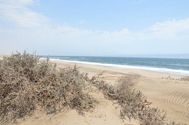 West coast of Jutland, Denmark. Sand dunes with dune grass.