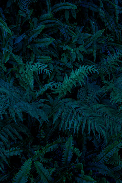 Leaves in the park concept dark green black background image(PHOTO)