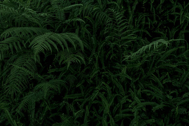 Leaves in the park concept dark green black background image(PHOTO)