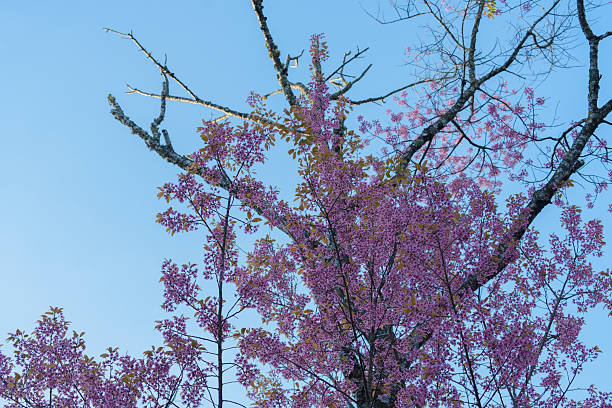 Soft focus Cherry blossoms, Pink flowers background.(PHOTO)
