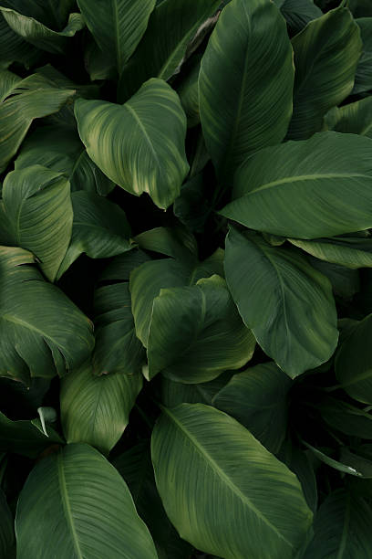 Leaves in the park concept dark green black background image(PHOTO)
