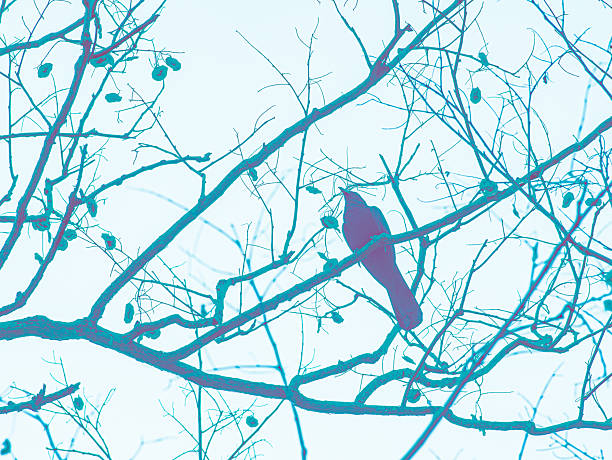 Artistic Color Filter Bird Silhouette on Bare Branches - Abstract Wildlife Nature Photography with Vintage Tone Effect