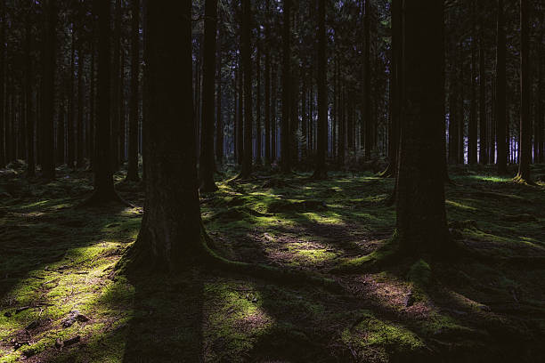 A beautiful view of trees in the forest near Aywaille, Belgium