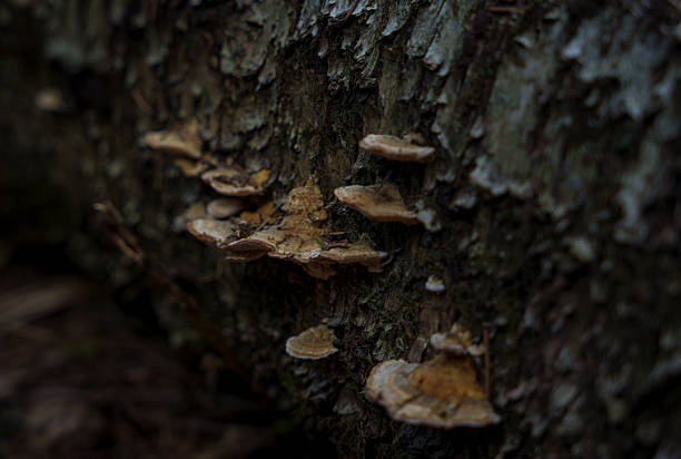Close-up of brown bracket fungi attached to rough tree bark in a shady forest environment, highlighting natural textures and decay.