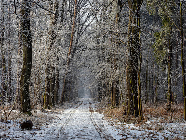 Snow-covered path through the forest in the Taunus