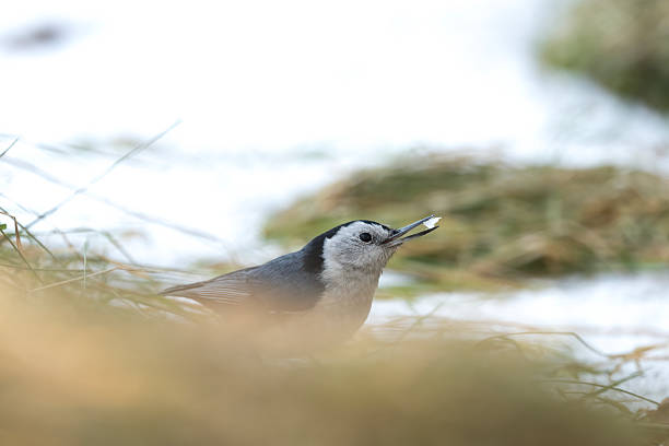 White cheeked nuthatch feeds on fresh snow showing adaptability focus and survival behavior within winter forest environment