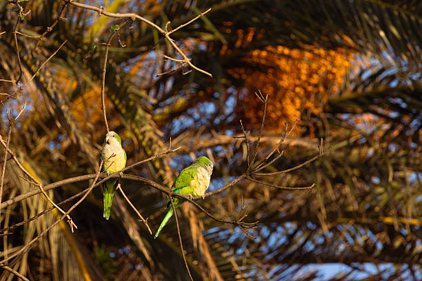 Tropical lovebird parrot eating coconut blossoms in palm tree