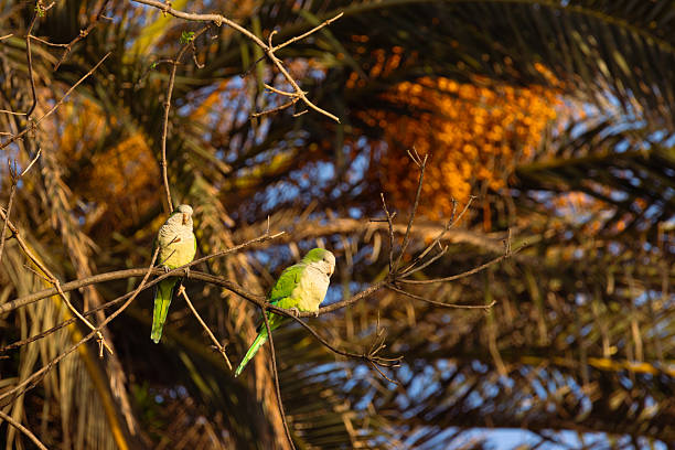 A pair of green monk parakeets perched on bare branches, surrounded by softly blurred palm leaves glowing in golden sunset light.