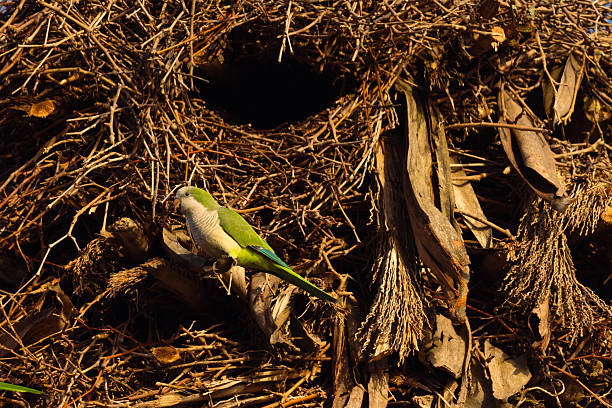 Two green budgerigars stand near a wooden nest box as a bright lovebird looks out. The mesh background and soft lighting highlight this charming interaction between different parrot species. Perfect for themes of birds, aviaries, and animal behavior.