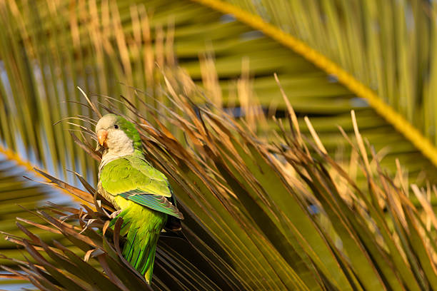 A vibrant green monk parakeet resting on palm leaves, illuminated by warm golden sunlight against a tropical, softly blurred background.