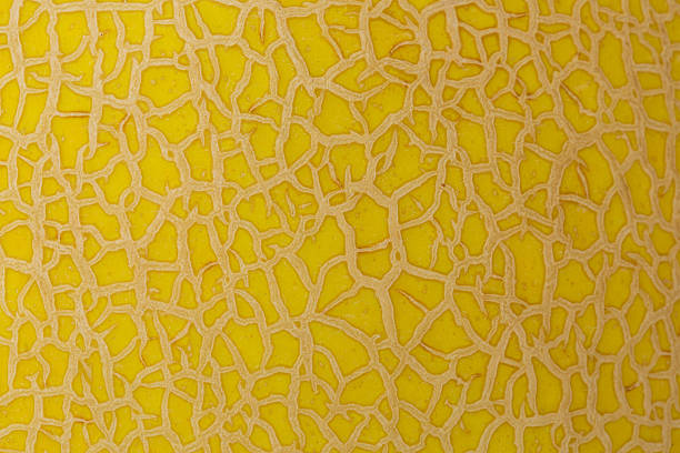 Close-up background of a ripe yellow melon skin showing a beautiful natural reticulated net pattern and vibrant texture.
