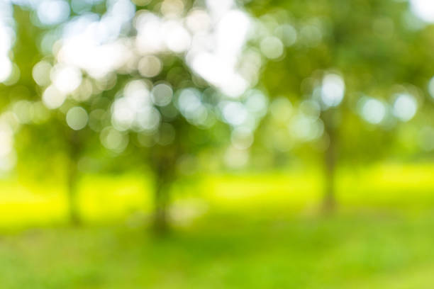 istock Abstract blurred nature green leaf with bokeh background in the park 2257794026