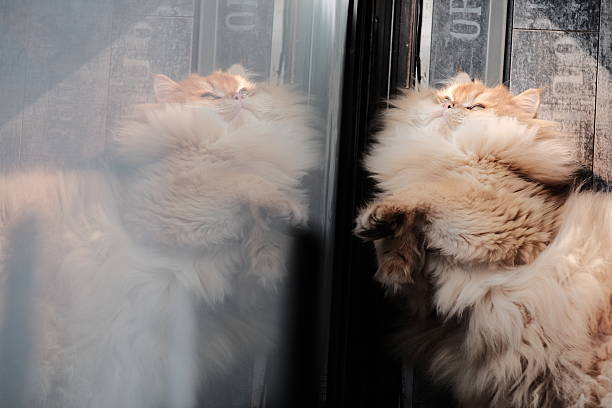 Cat - Cotton Candy Lighting\n\nShallow DOF \nSoft Focus
