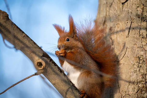 Close-up of a red squirrel feeding on a tree trunk, showcasing urban wildlife and seasonal nature, taken in Warsaw’s Royal Baths Park.