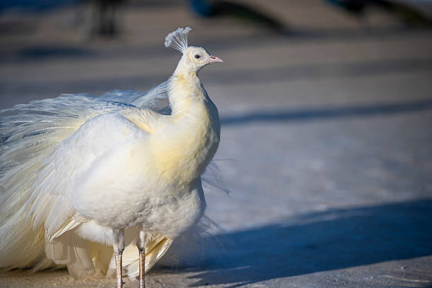 Rare white peacock captured in an urban park setting, showcasing delicate feathers and crest, photographed during winter in Warsaw’s Royal Baths Park.
