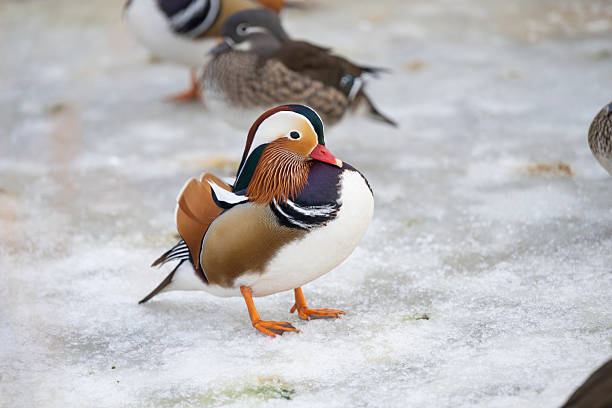 Portrait of a mandarin duck
