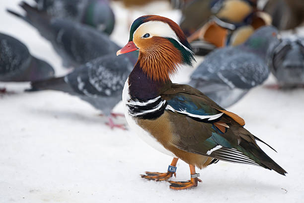 Exotic mandarin duck resting on snow among other birds in a blurred background. Image captured in Warsaw’s Royal Baths Park, illustrating winter wildlife, natural beauty, and biodiversity in an urban landscape.