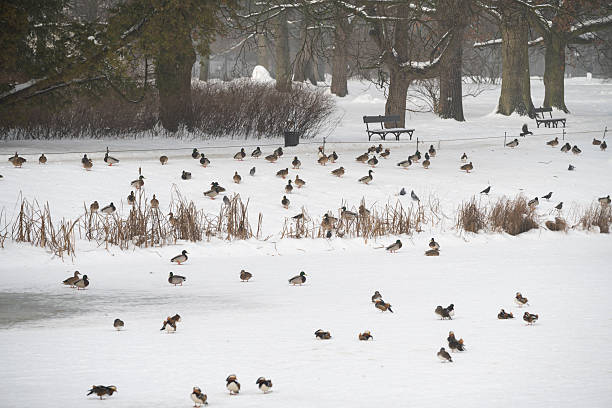 A winter landscape depicting waterfowl resting on a frozen pond, captured in Warsaw's Łazienki Park. It highlights urban nature, seasonal coolness, and the tranquility of the outdoors.