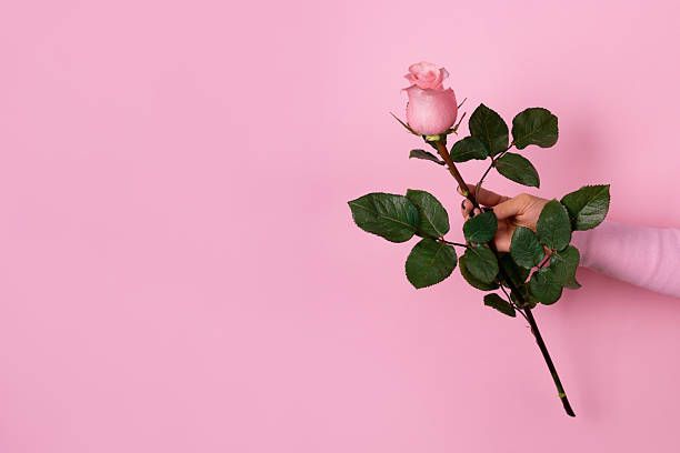 istock A woman's hand holds a single pink rose against a pastel pink background, symbolizing romance, beauty, and simplicity. Space for text. 2257796784