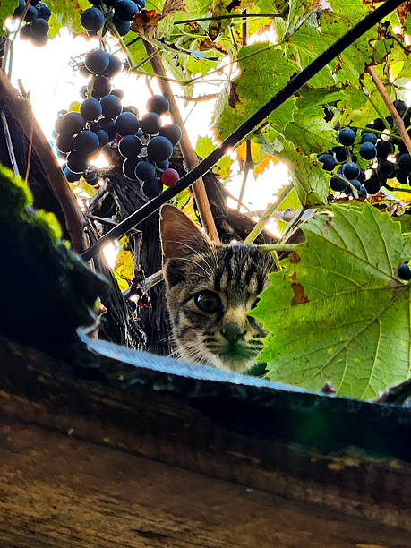 A curious kitten looks up from a wooden ledge, hidden among lush grapevines and dark berries. Sunlight filters through green leaves, creating a warm, natural mood of wonder and discovery.