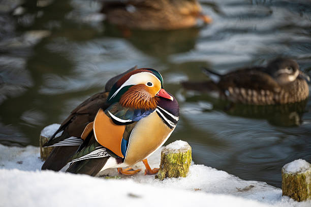 mandarin duck