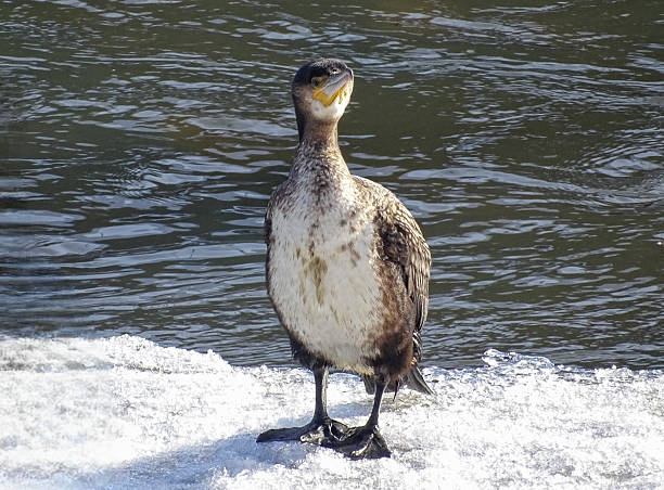 A Great Cormorant (Phalacrocorax carbo) sits on ice formed on a river. In Romania