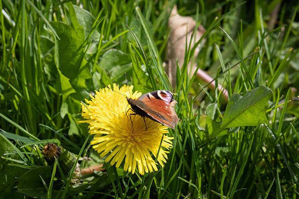 Peacock butterfly on a dandelion flower