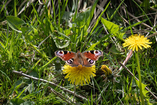 Peacock butterfly on a dandelion flower